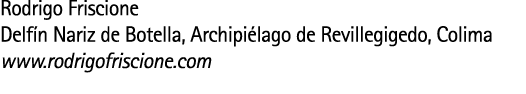 Rodrigo Friscione Delf n Nariz de Botella  Archipi lago de Revillegigedo  Colima www rodrigofriscione com 