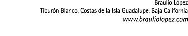 Braulio L pez Tibur n Blanco  Costas de la Isla Guadalupe  Baja California www brauliolopez com