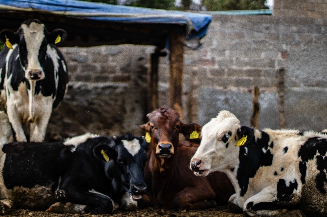 foto:Mario Alberto Morales Morales  - lo hecho en México