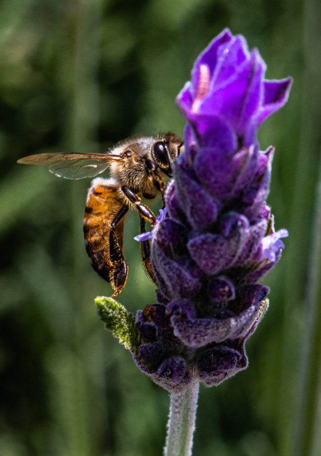 foto:Marcelo Emmanuel Sandoval Lara  - lo hecho en México