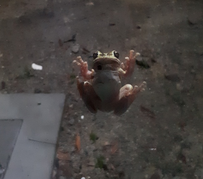 foto:Teresa de Jesus Díaz Jacobo  - lo hecho en México