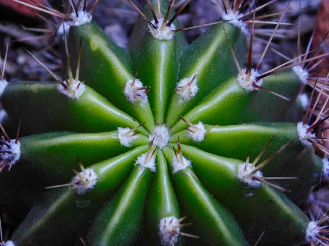 foto:Lorena Garibay Pérez  - lo hecho en México