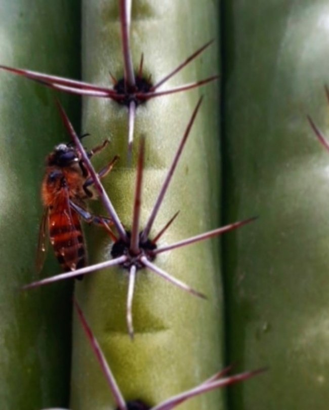 foto:Maria Carlet Bojorquez Castillo  - lo hecho en México