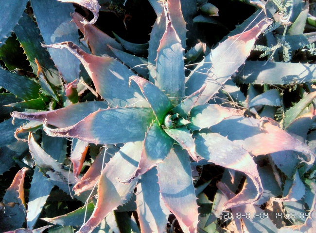 foto:Rey I Gonzalez Cruz - lo hecho en México