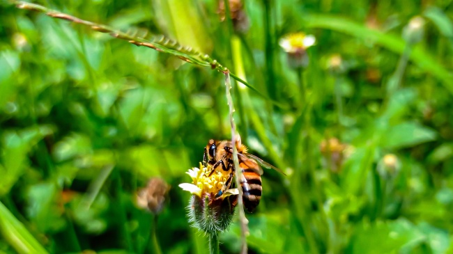 foto:Josmar Ibarra Villalobos - lo hecho en México