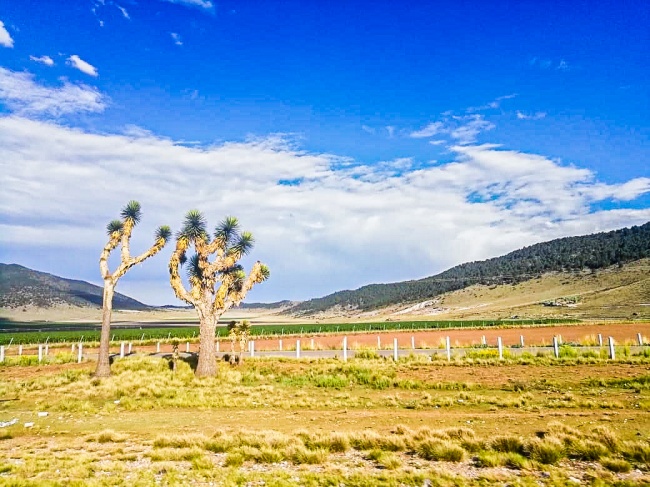 Rosa Isela García Juárez 