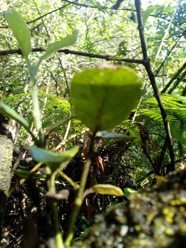 foto:Osvaldo Eduardo Torres Torres - lo hecho en México