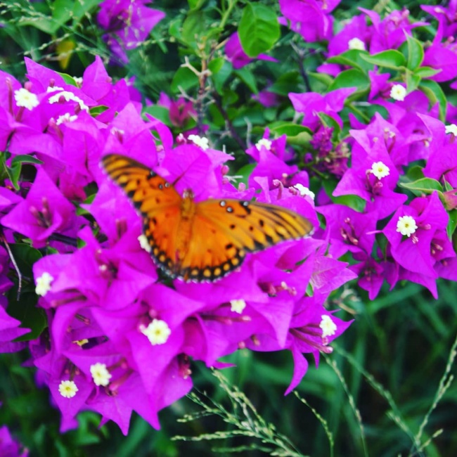 Cesar omaet nava sustaita 