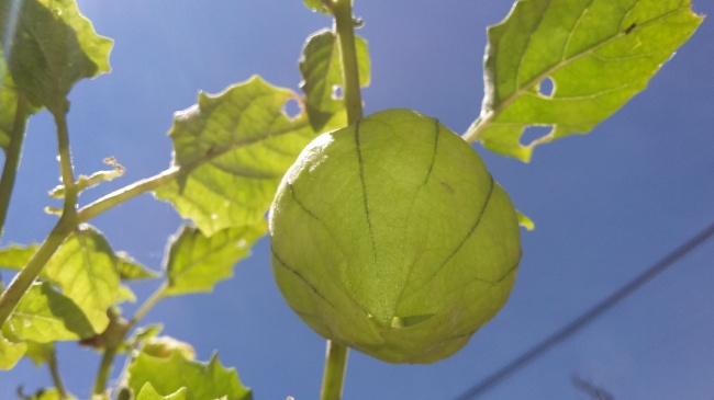 foto:Abigail Berenice Ponce Santos - lo hecho en México