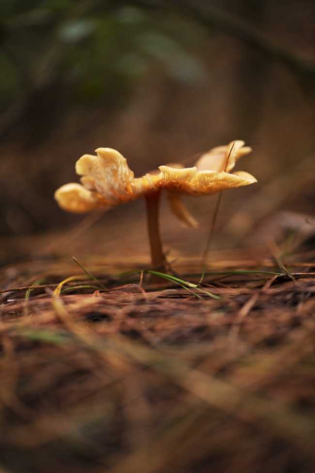 Ingrid aline castan rivera 