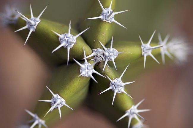 foto:Luis Felipe Rivera Lezama - lo hecho en México
