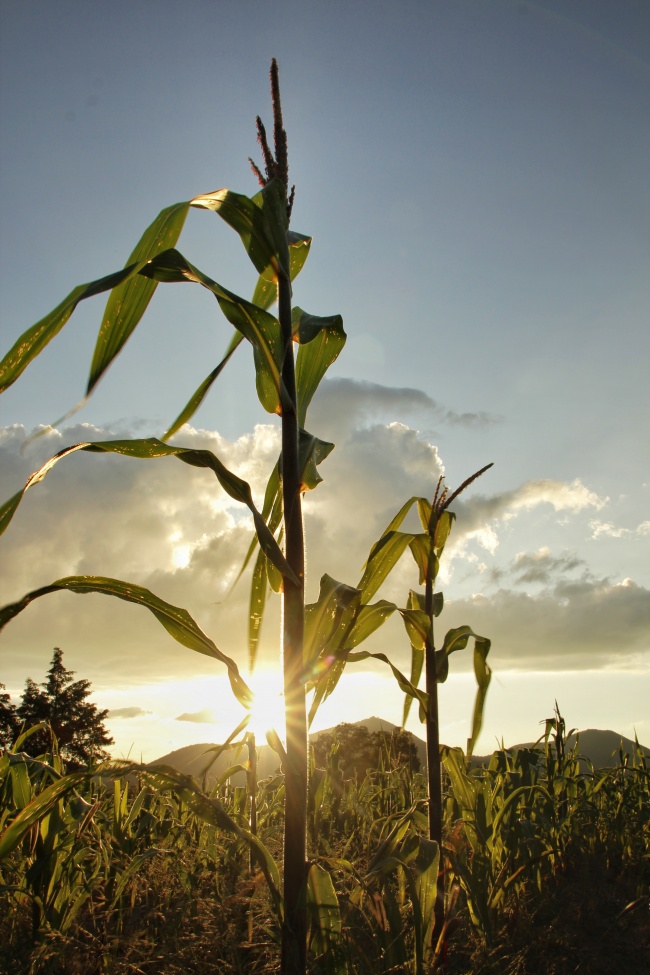 Lizbeth Narváez Meza 