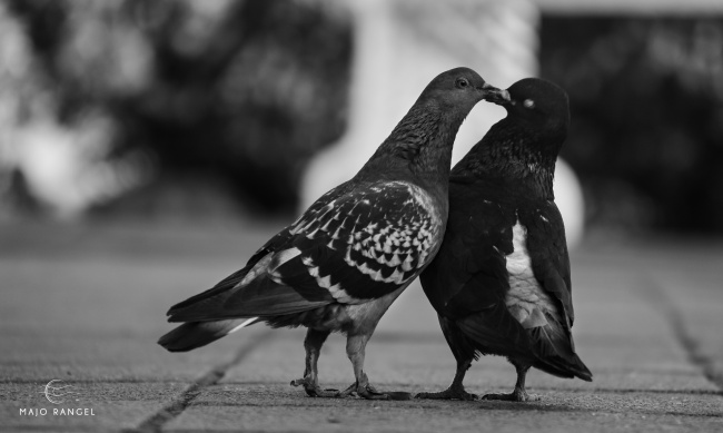 foto:Maria Jose Rangel Villar - lo hecho en México