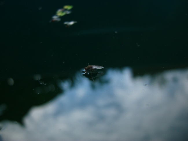 foto:Carlos Eduardo Romano Mancera - lo hecho en México