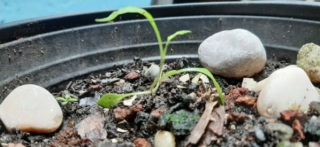 foto:Eduardo Aguilar Rivera - lo hecho en México