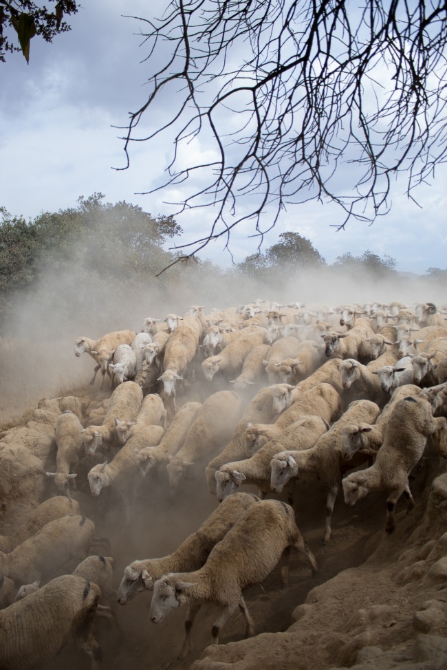 Fernando Anzures Flores 