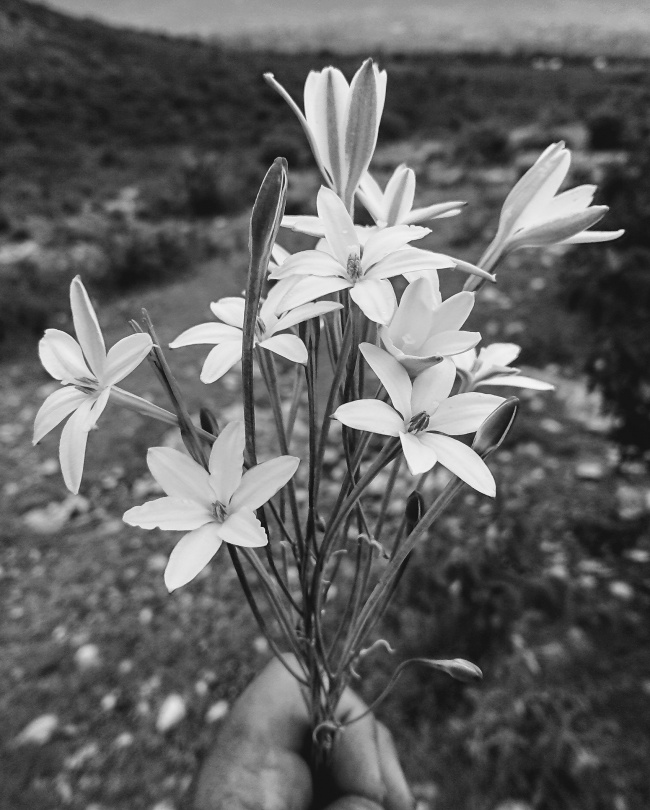 foto:Noe rojas canseco - lo hecho en México