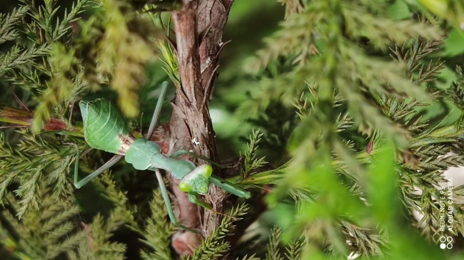 foto:Joahan Jared Cruz Perez - lo hecho en México