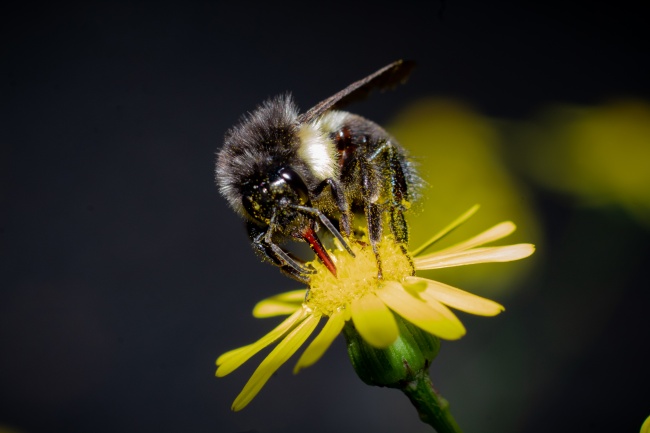 foto:Manuel Zaragoza Díaz - lo hecho en México