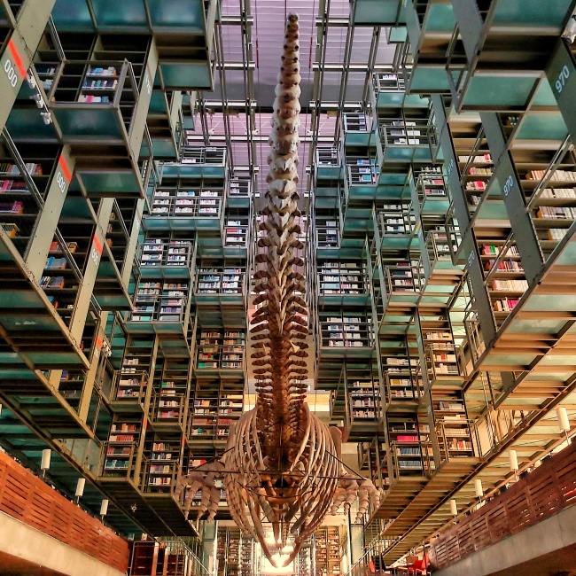 Johann Emiliano Fuentes Rivero 