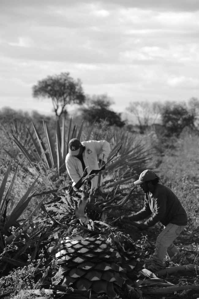 Mauricio Alfaro Moreno 