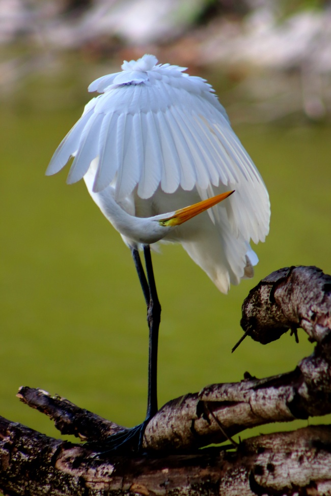 foto:Iván Arturo Castellanos Osorio - lo hecho en México