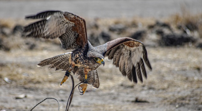 foto:Victor Ayrton Urrutia Soler - lo hecho en México