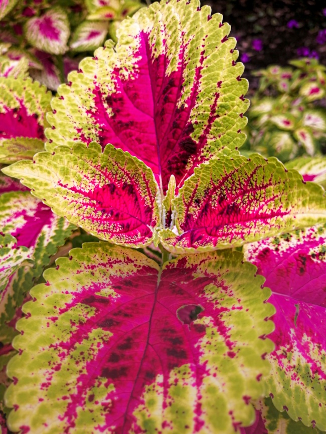 foto:Tania Lizzu Urrutia Soler - lo hecho en México