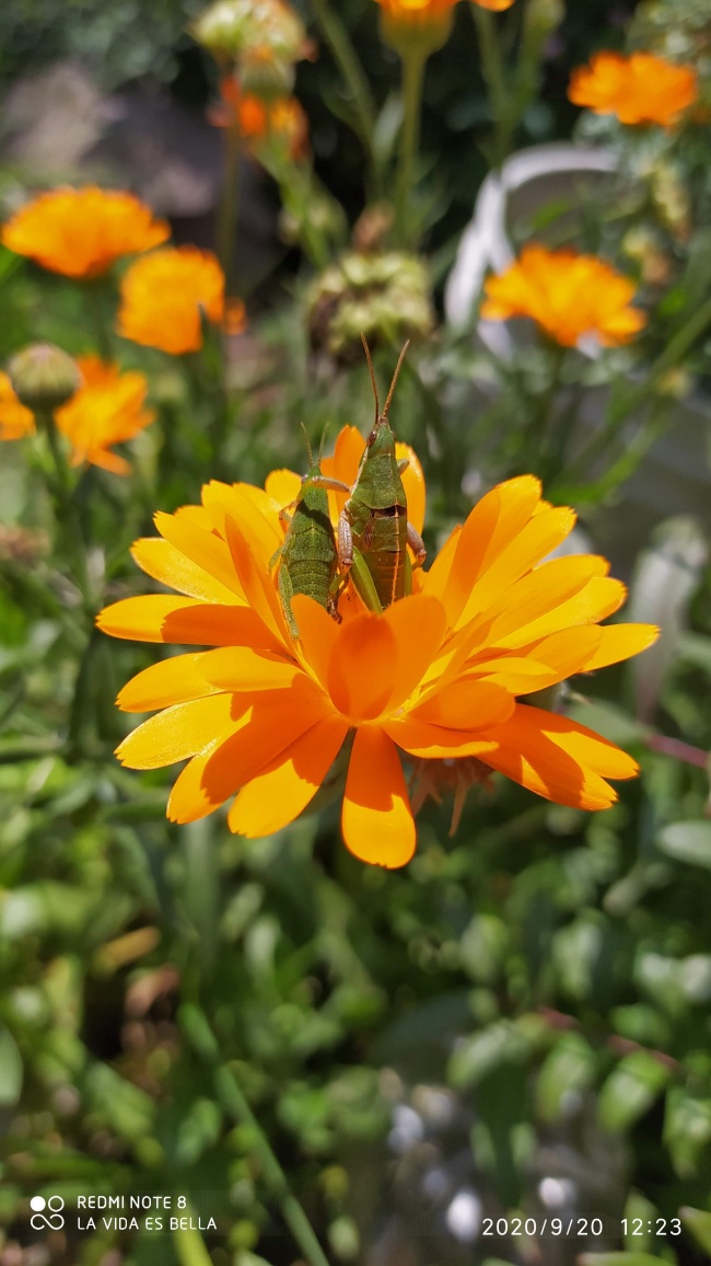 foto:Verónica Macías Reyes - lo hecho en México