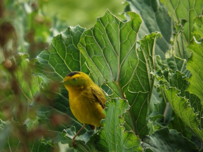 foto:Roberto Jaime Vasquez Gomez - lo hecho en México