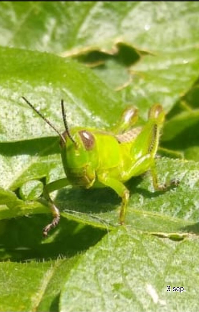 foto:María del Carmen Robledo Garcia - lo hecho en México