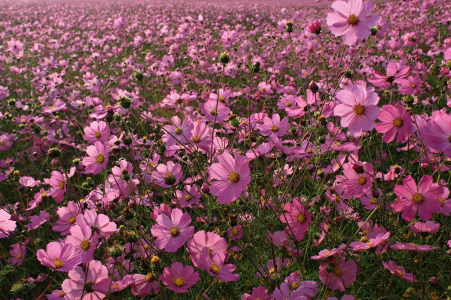 BERENICE TORRES HERNANDEZ 