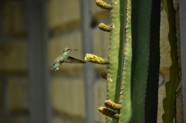 foto:Lizbeth Gómez Melgarejo - lo hecho en México