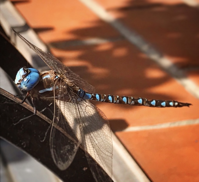 foto:Humberto Gonzalo Sanchez Talavera - lo hecho en México