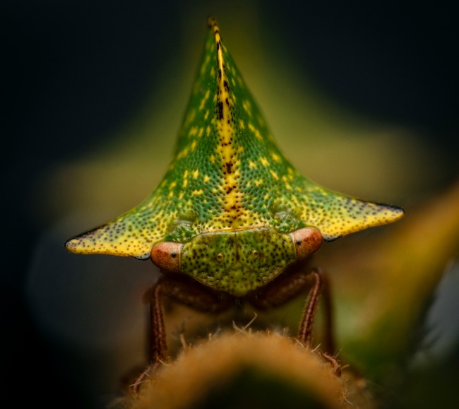 foto:Miguel Gerardo Ochoa Tovar - lo hecho en México
