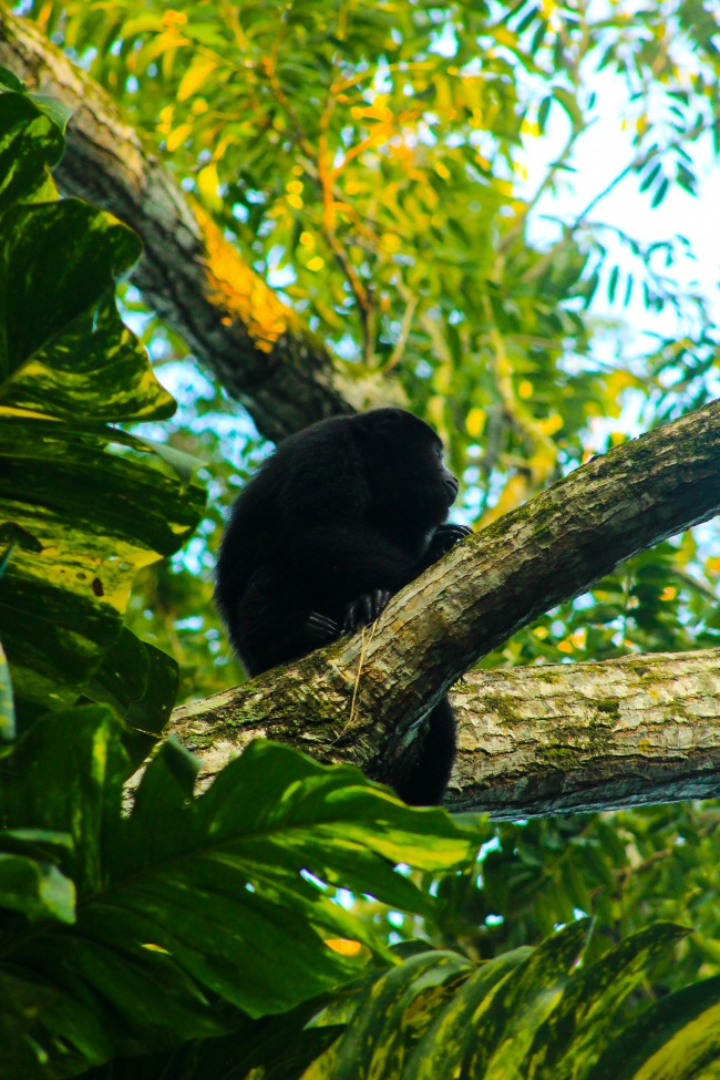 foto:Miguel Angel Zuñiga Solorzano - lo hecho en México