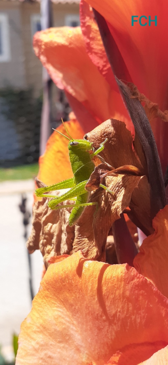 foto:Fabiola Yazmin Cosmes Hernández - lo hecho en México