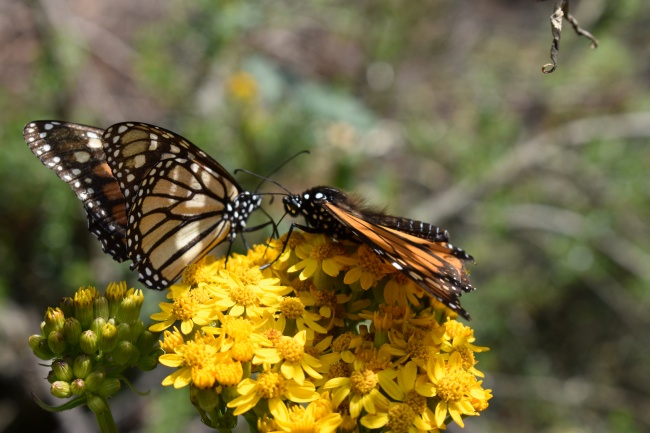 foto:Luis Enrique Pérez Martínez - lo hecho en México