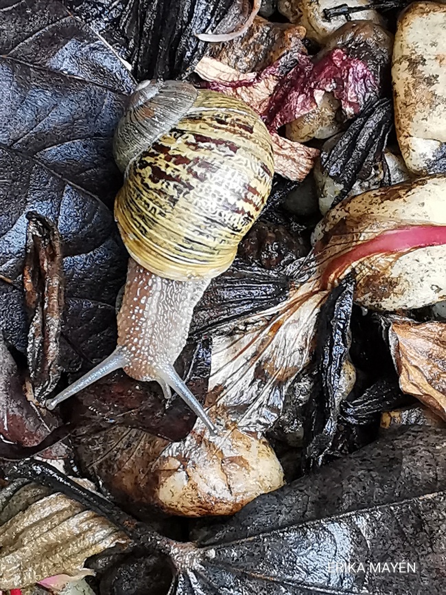 foto:Dalia Erika Serrano Mayén - lo hecho en México