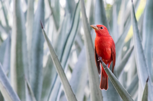 foto:Thomas Peuvion - lo hecho en México