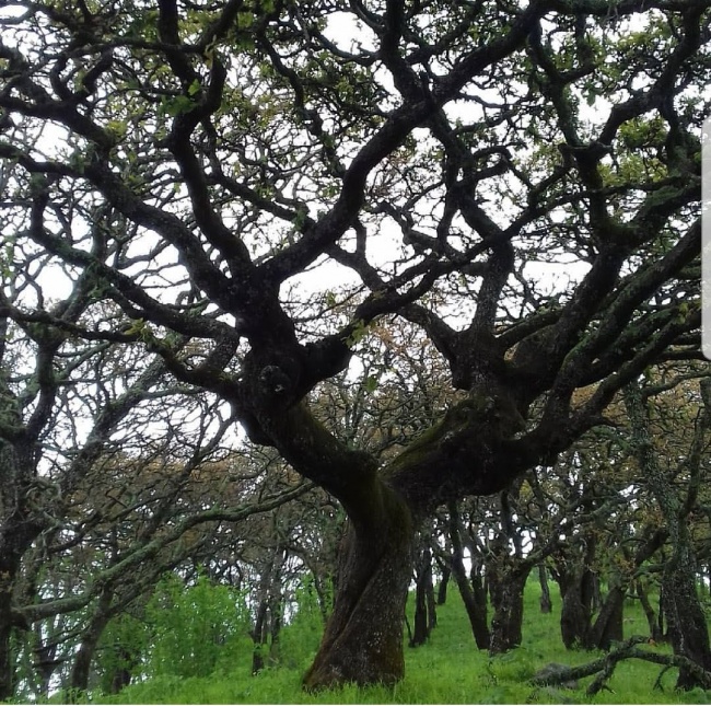 foto:Franco Ambás Lastra - lo hecho en México