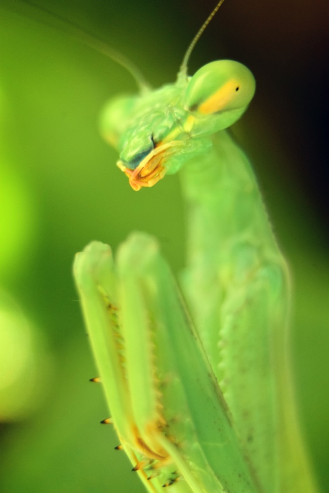 foto:Cristian Gerardo de Lira Rosales - lo hecho en México