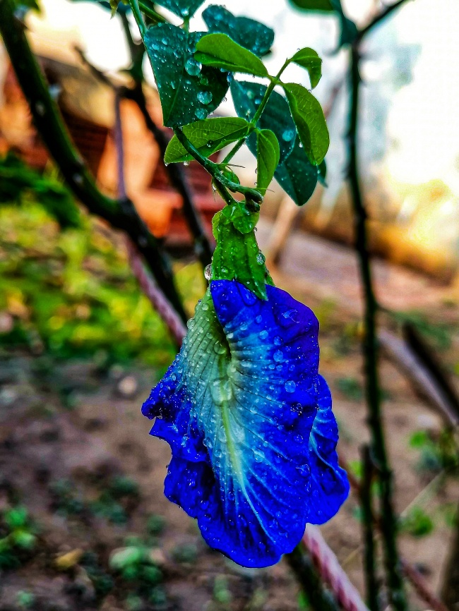 foto:Liderman sausa Mamani - lo hecho en México