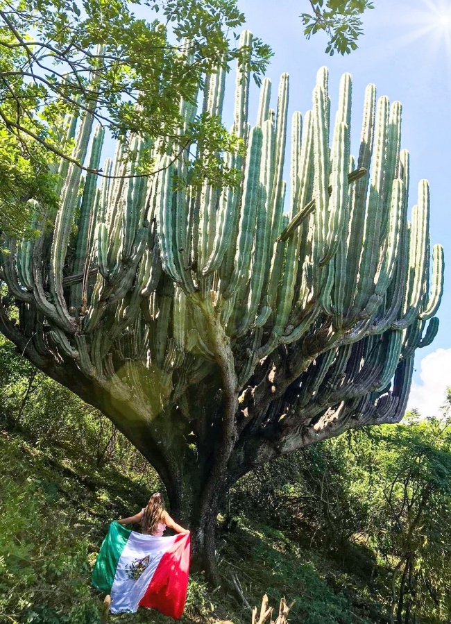 Dulce Abril Mijangos González 