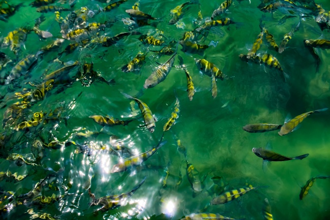 Diana Mendoza Arenas 