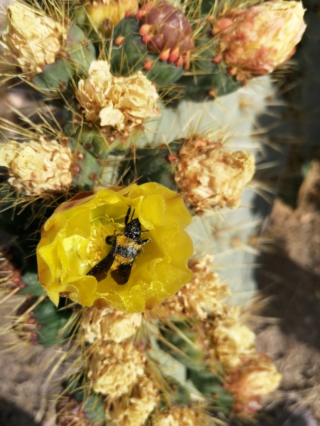 foto:Gabriela Elizabeth Melendez Herrera - lo hecho en México
