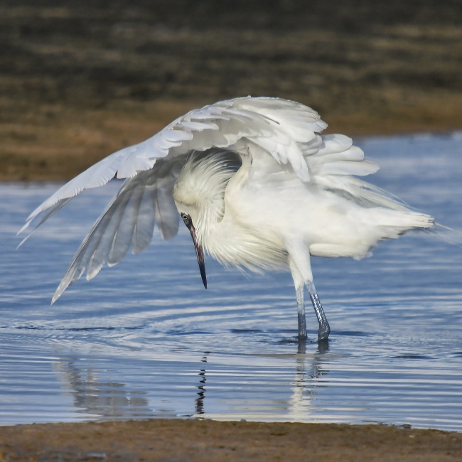 foto:Juan Carlos gamborino Sánchez - lo hecho en México