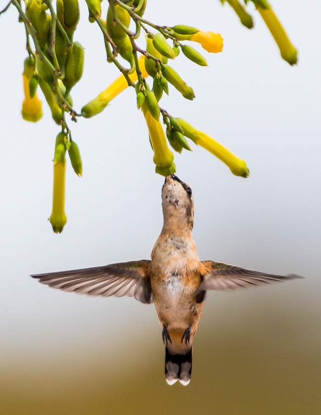 foto:Miguel Ángel San Martín Cruz - lo hecho en México