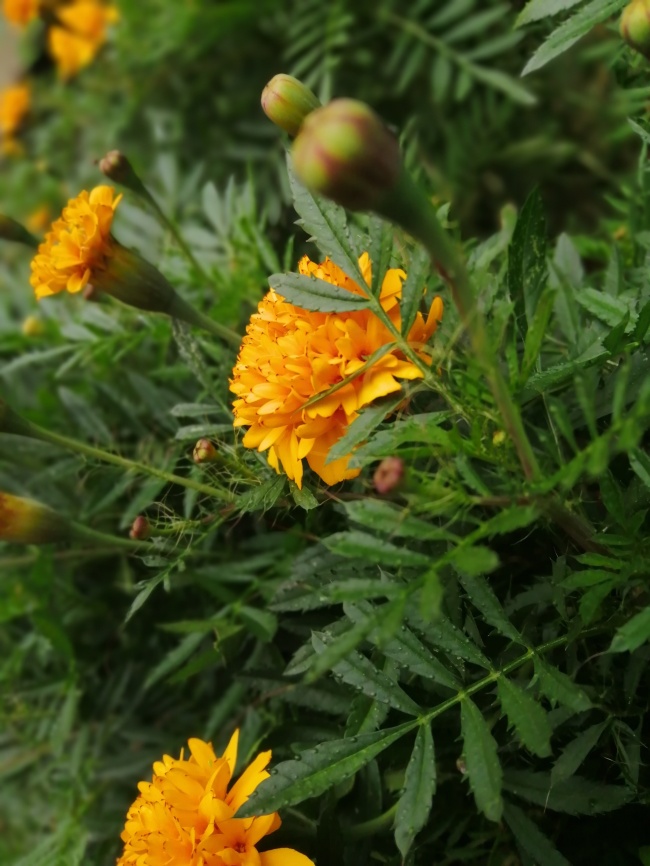 foto:Martha Quetzalli Gutiérrez Gamas - lo hecho en México