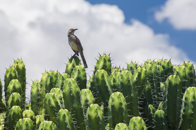 foto:Juan Gilberto Isida - lo hecho en México